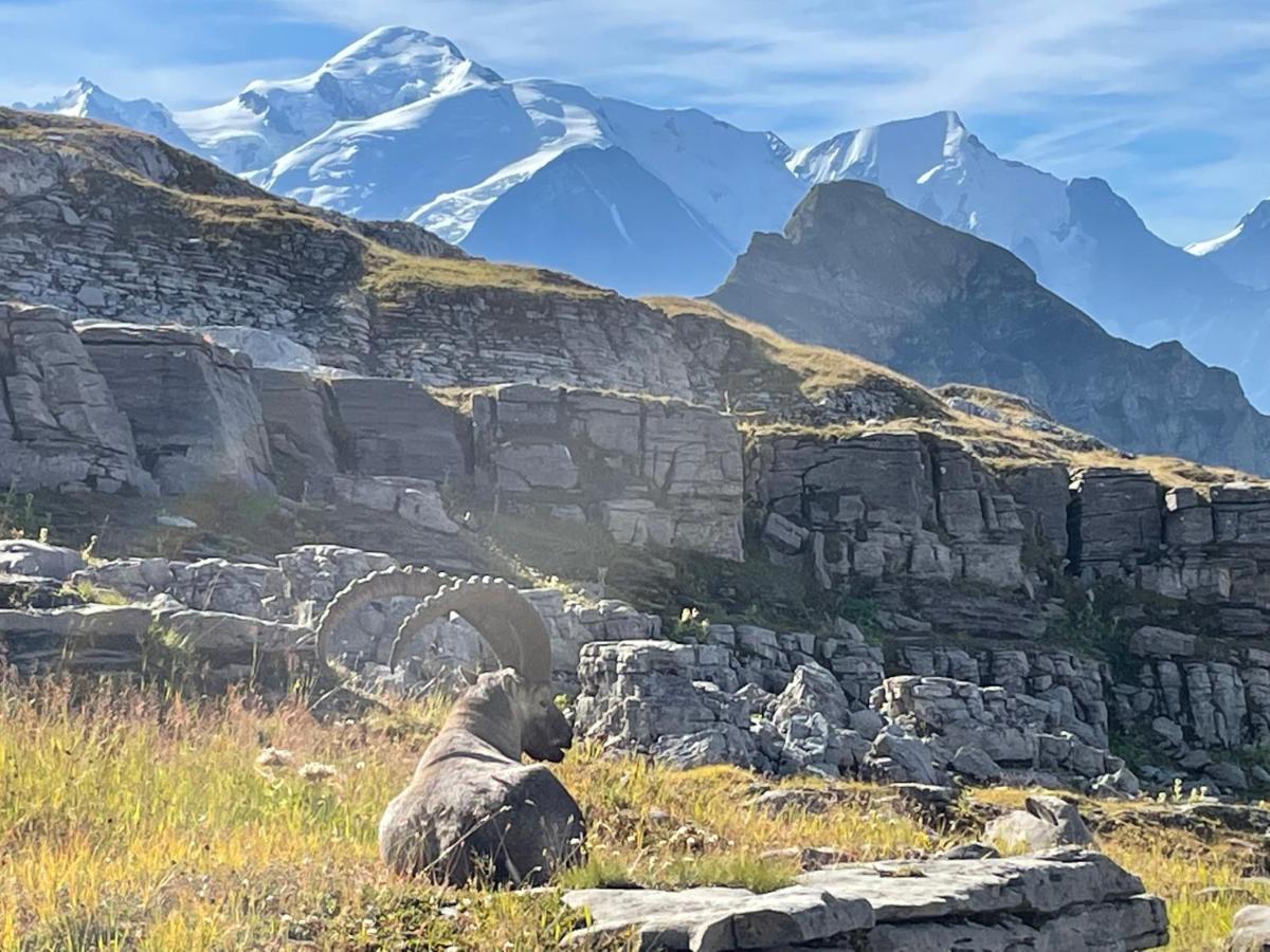Résidence Les Chardons Argentés Samoëns Esterno foto