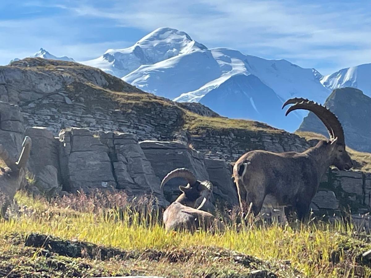 Résidence Les Chardons Argentés Samoëns Esterno foto