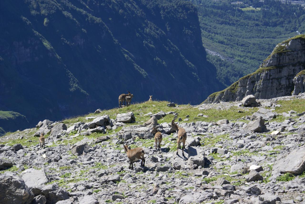 Résidence Les Chardons Argentés Samoëns Esterno foto